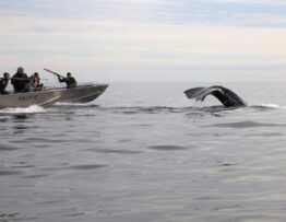 en islande la chasse aux baleines denoncee par un rapport officiel