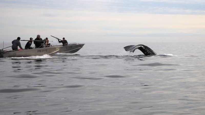 en islande la chasse aux baleines denoncee par un rapport officiel