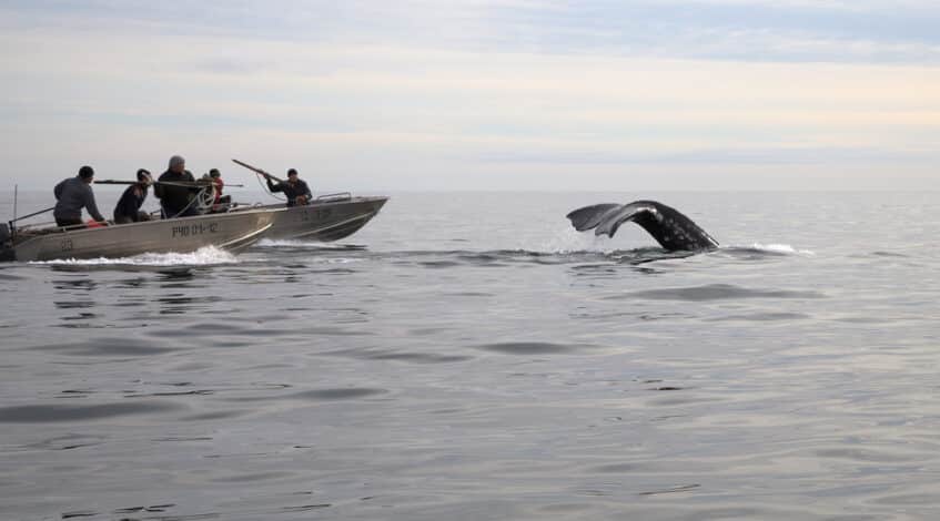 lislande narretera pas la chasse a la baleine cet ete malgre un rapport accablant