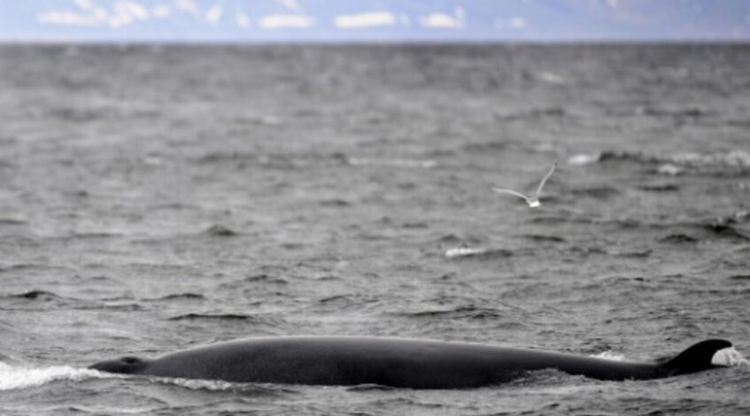 apres deux mois dinterruption lislande autorise la reprise de la chasse a la baleine