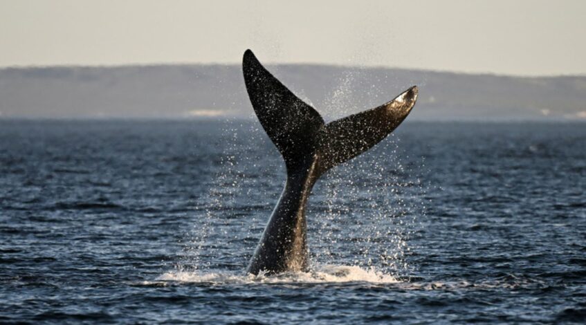 ce pays autorise la reprise de la chasse a la baleine sous conditions cette decision est devastatrice