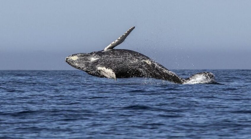 chasse a la baleine lislande suspend sa peche mais quels sont les pays qui lautorisent encore