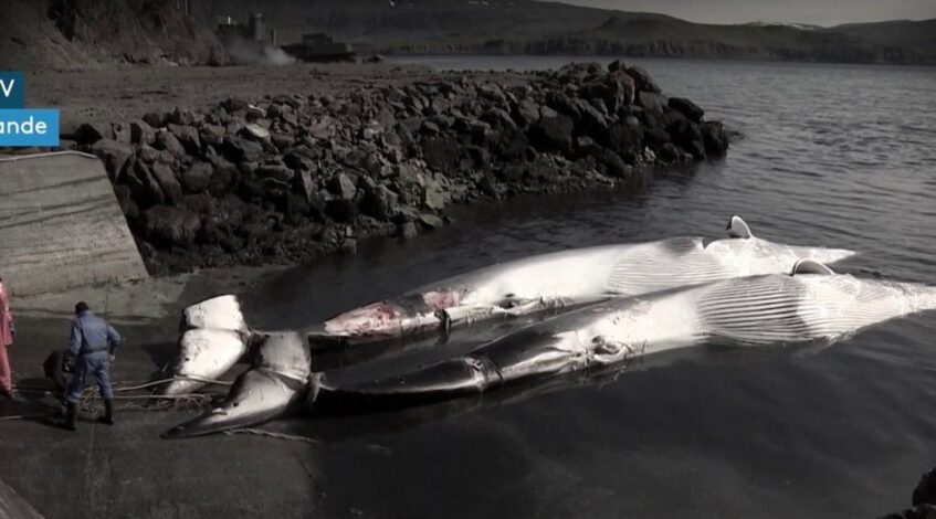 eurozapping le retour de la chasse a la baleine en islande inquiete