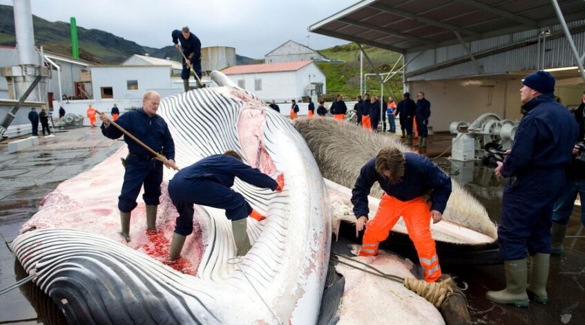 islande le gouvernement donne son feu vert a la reprise de lultime saison de chasse a la baleine