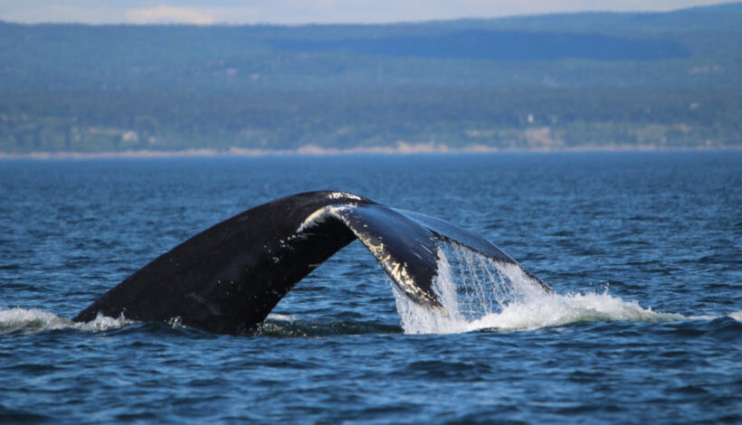 islande le pays suspend provisoirement la chasse a la baleine