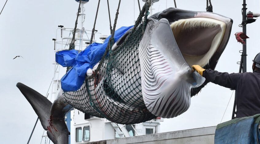 japon islande quel pays chasse encore la baleine