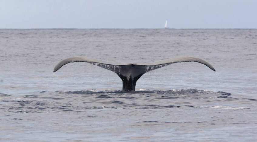 la chasse a la baleine peut reprendre ce vendredi en islande sous conditions