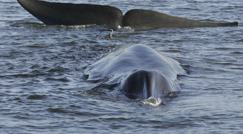 la chasse a la baleine peut reprendre le 1e1b589cab3 septembre en islande sous conditions