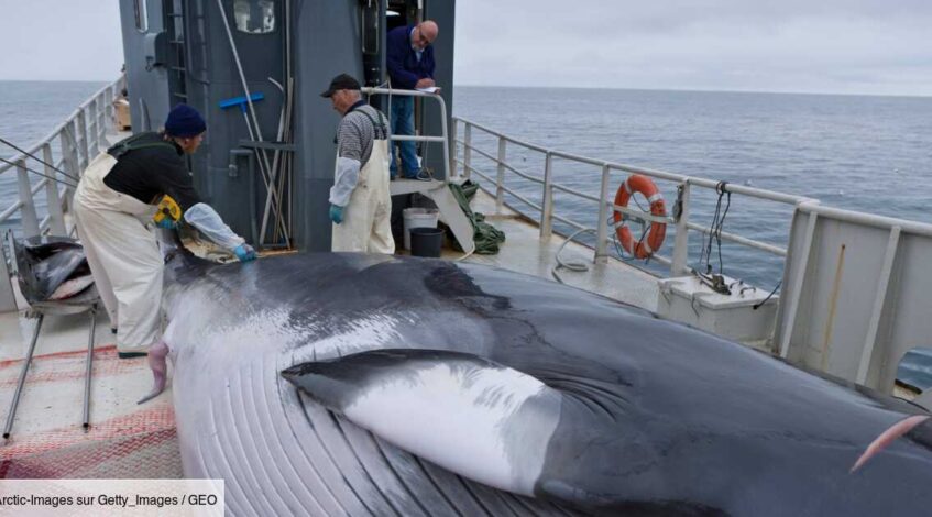 la chasse a la baleine va finalement reprendre en islande