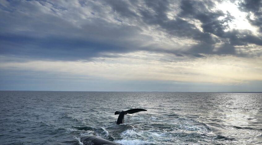 les defenseurs des animaux se rejouissent de la suspension de la chasse a la baleine en islande