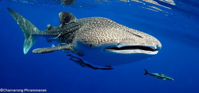 les oceans en danger le requin baleine menace par la peche
