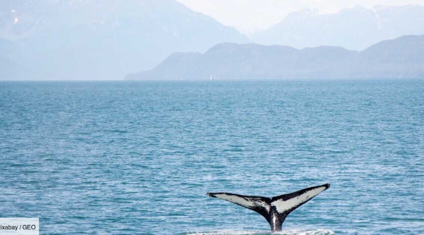 lislande donne son feu vert a la reprise de la chasse a la baleine sous certaines conditions