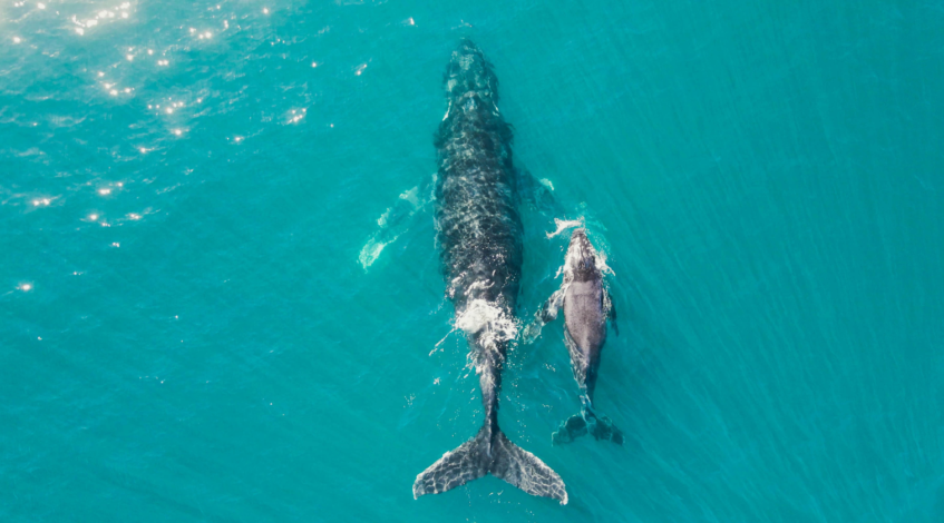 lislande porte un tres serieux coup a la chasse a la baleine