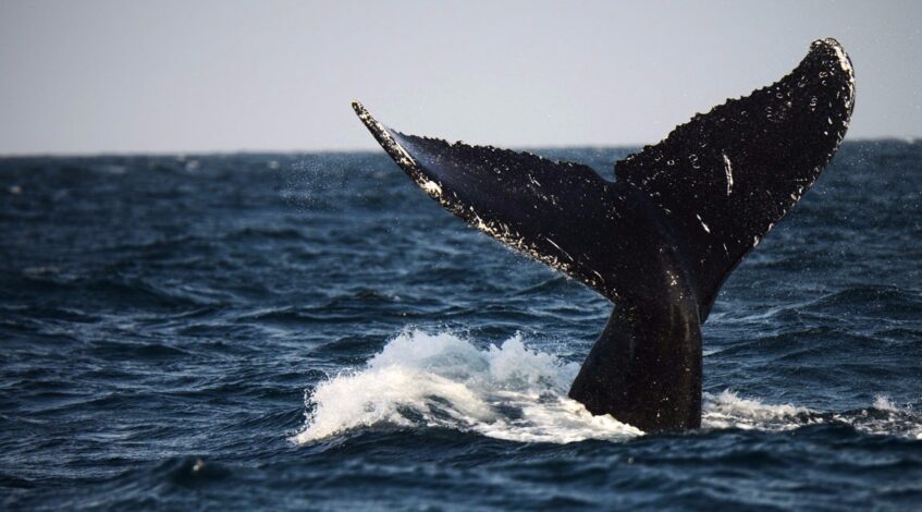 lislande suspend la chasse a la baleine au nom du bien etre animal